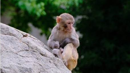 调皮的猴子小猴子捉虱子寒冷动物实拍