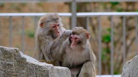 调皮的猴子小猴子捉虱子寒冷动物实拍