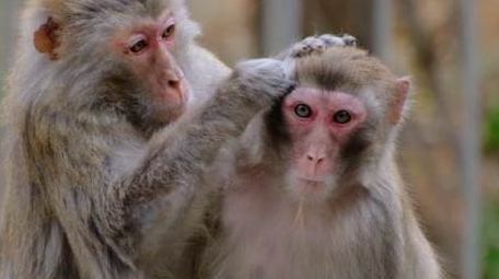 调皮的猴子小猴子捉虱子寒冷动物实拍