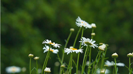 空镜头实拍小清新花朵草地视频素材