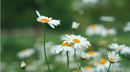 空镜头实拍小清新花朵草地视频素材