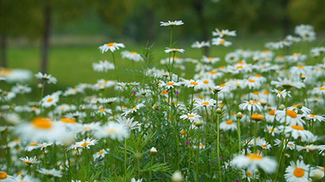 空镜头实拍小清新花朵草地视频素材