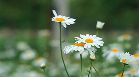 空镜头实拍小清新花朵草地视频素材
