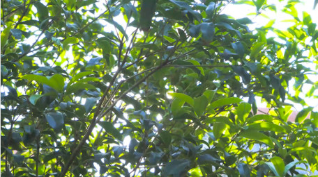 自然写意夏日阳光树叶漏光树影意境4K实拍