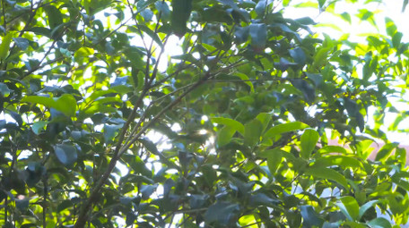 自然写意夏日阳光树叶漏光树影意境4K实拍