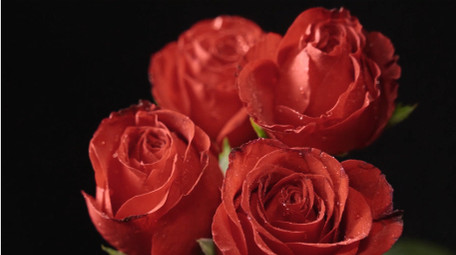 唯美玫瑰花花朵520爱情浪漫空镜实拍