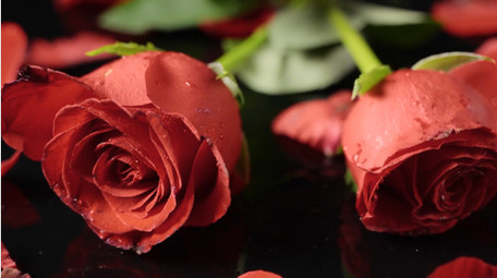 唯美玫瑰花花朵520爱情浪漫空镜实拍