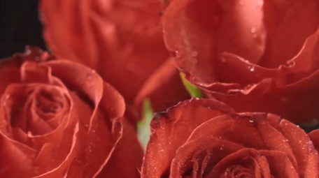 唯美玫瑰花花朵520爱情浪漫空镜实拍