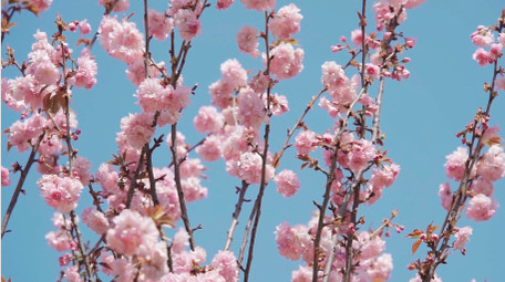 自然唯美蓝天下的桃花花朵空镜实拍