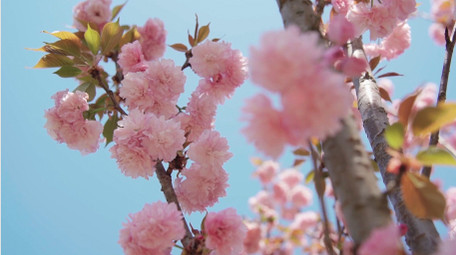 自然唯美蓝天下的桃花花朵空镜实拍