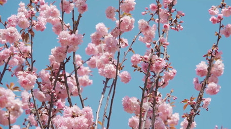 自然唯美蓝天下的桃花花朵空镜实拍