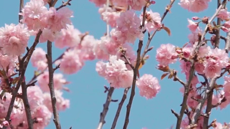 自然唯美蓝天下的桃花花朵空镜实拍