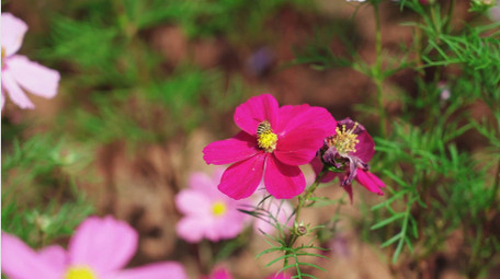 自然唯美格桑花花朵夏天风景实拍
