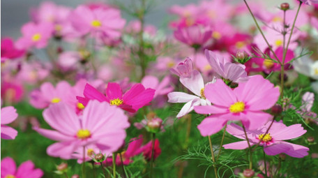 自然唯美格桑花花朵夏天风景实拍
