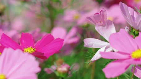 自然唯美格桑花花朵夏天风景实拍