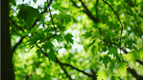 自然清新阳光绿叶风景夏天空镜实拍