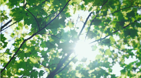 自然清新阳光绿叶风景夏天空镜实拍