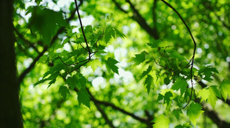自然清新阳光绿叶风景夏天空镜实拍
