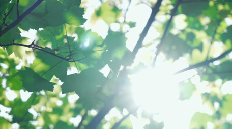 自然清新阳光绿叶风景夏天空镜实拍