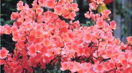 唯美红色杜鹃花映山红花朵4K实拍