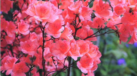 唯美红色杜鹃花映山红花朵4K实拍