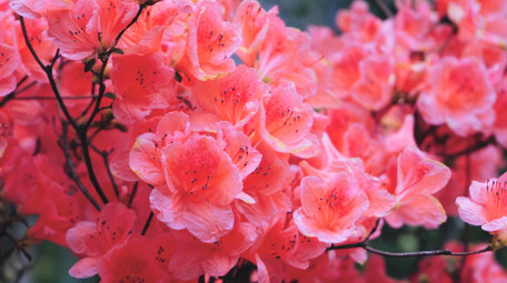 唯美红色杜鹃花映山红花朵4K实拍