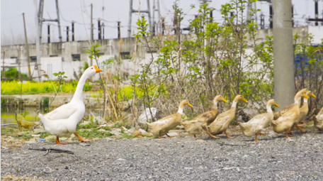 动物大白鹅<strong>乡村</strong>家禽4K实拍