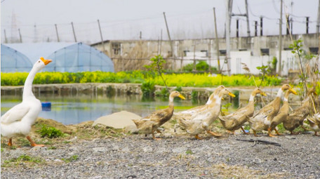 动物大白鹅<strong>乡村</strong>家禽4K实拍