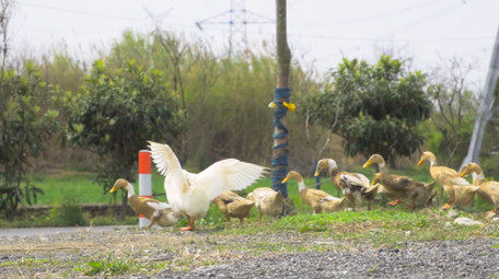 动物大白鹅<strong>乡村</strong>家禽4K实拍