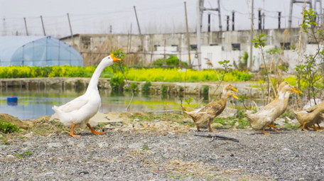 动物大白鹅<strong>乡村</strong>家禽4K实拍