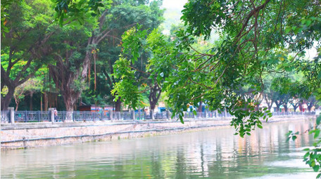 夏日雨水天气绿色树叶空镜4k实拍