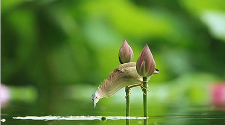 动物实拍小清新可爱鸟类蜻蜓视频素材