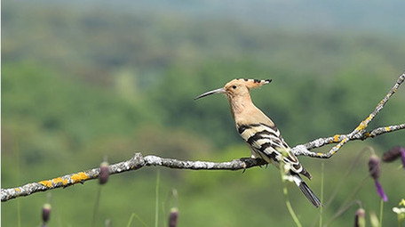 动物实拍小清新可爱鸟类蜻蜓视频素材