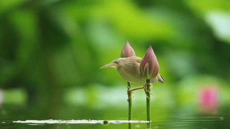 动物实拍小清新可爱鸟类蜻蜓视频素材