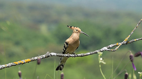 动物实拍小清新可爱鸟类蜻蜓视频素材