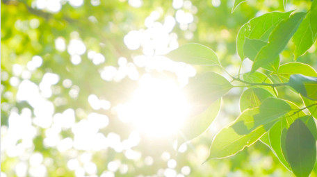 自然写意夏日阳光穿过树叶逆光树林4K实拍