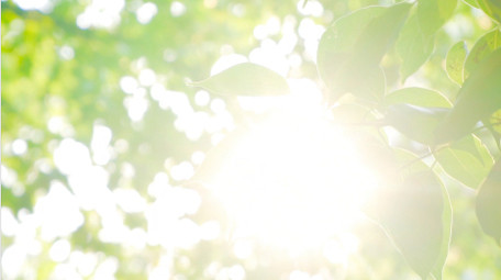 自然写意夏日阳光穿过树叶逆光树林4K实拍