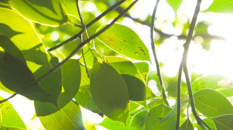 自然写意夏日阳光穿过树叶逆光树林4K实拍