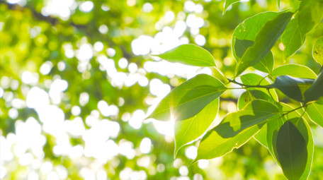 自然写意夏日阳光穿过树叶逆光树林4K实拍