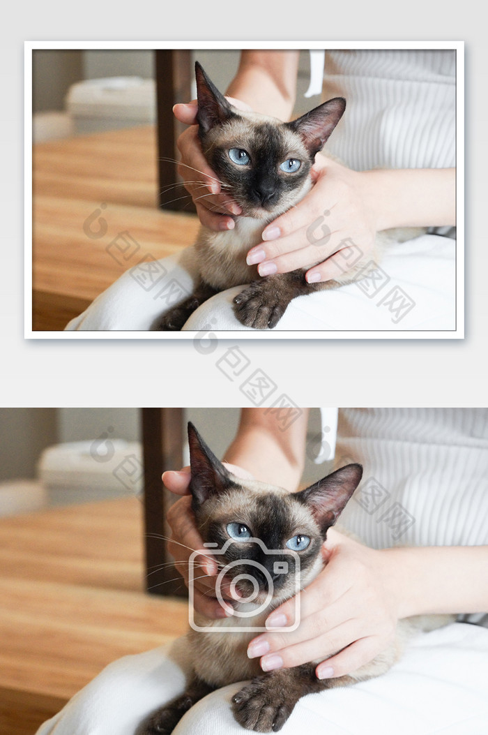可爱猫咪女孩摄影图图片图片