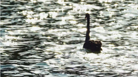 自然动物湖面上游动的黑天鹅实拍