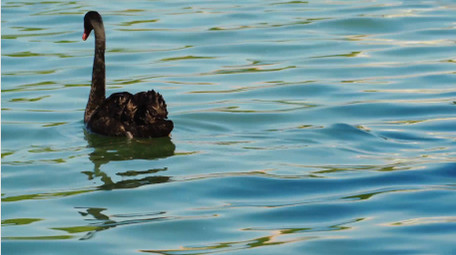 自然动物湖面上游动的黑天鹅实拍