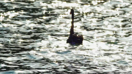 自然动物湖面上游动的黑天鹅实拍