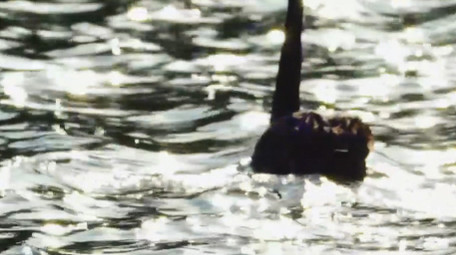 自然动物湖面上游动的黑天鹅实拍