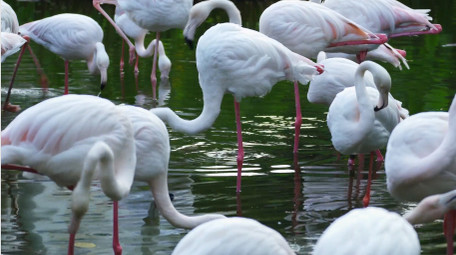 自然简约白色火烈鸟鸟类动物实拍