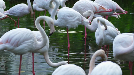 自然简约白色火烈鸟鸟类动物实拍