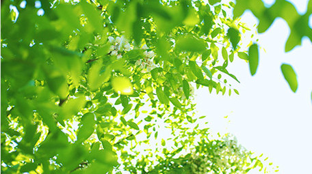 自然清新阳光光斑绿叶风景夏天4K实拍