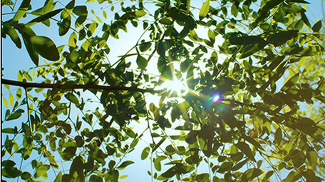 自然清新阳光光斑绿叶风景夏天4K实拍