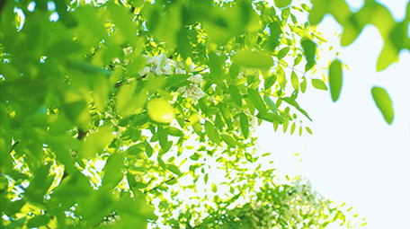 自然清新阳光光斑绿叶风景夏天4K实拍