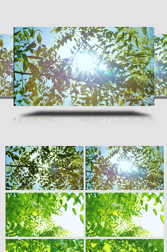 自然清新阳光光斑绿叶风景夏天4K实拍图片